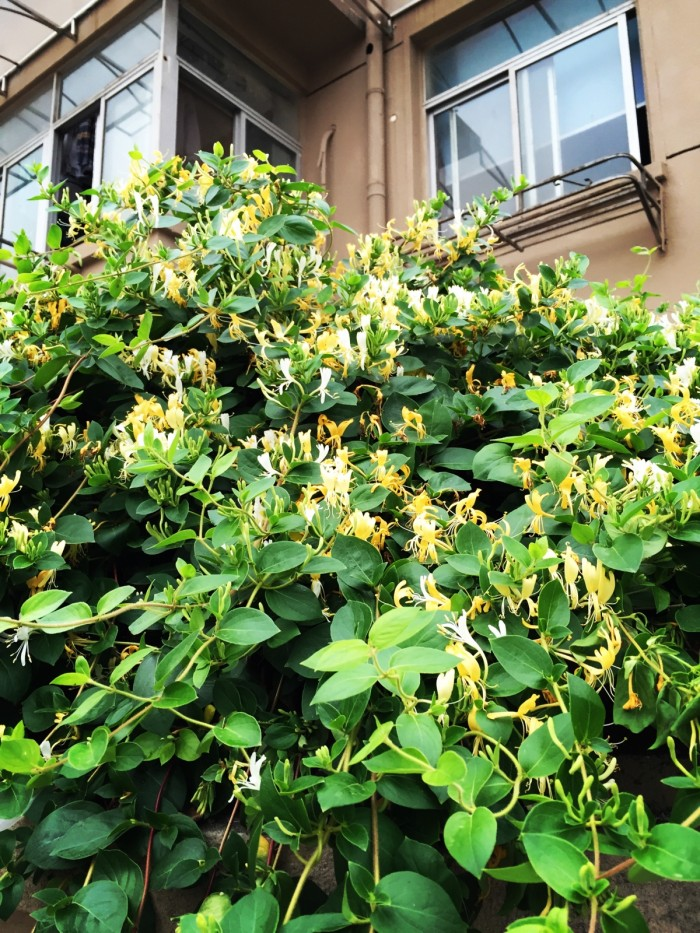 家里养金银花，有金有银“有钱花”，摘花泡茶，养人旺家