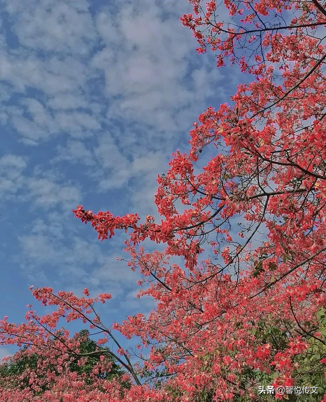 唯美背景图：窗外日光弹指过，席间花影坐前移