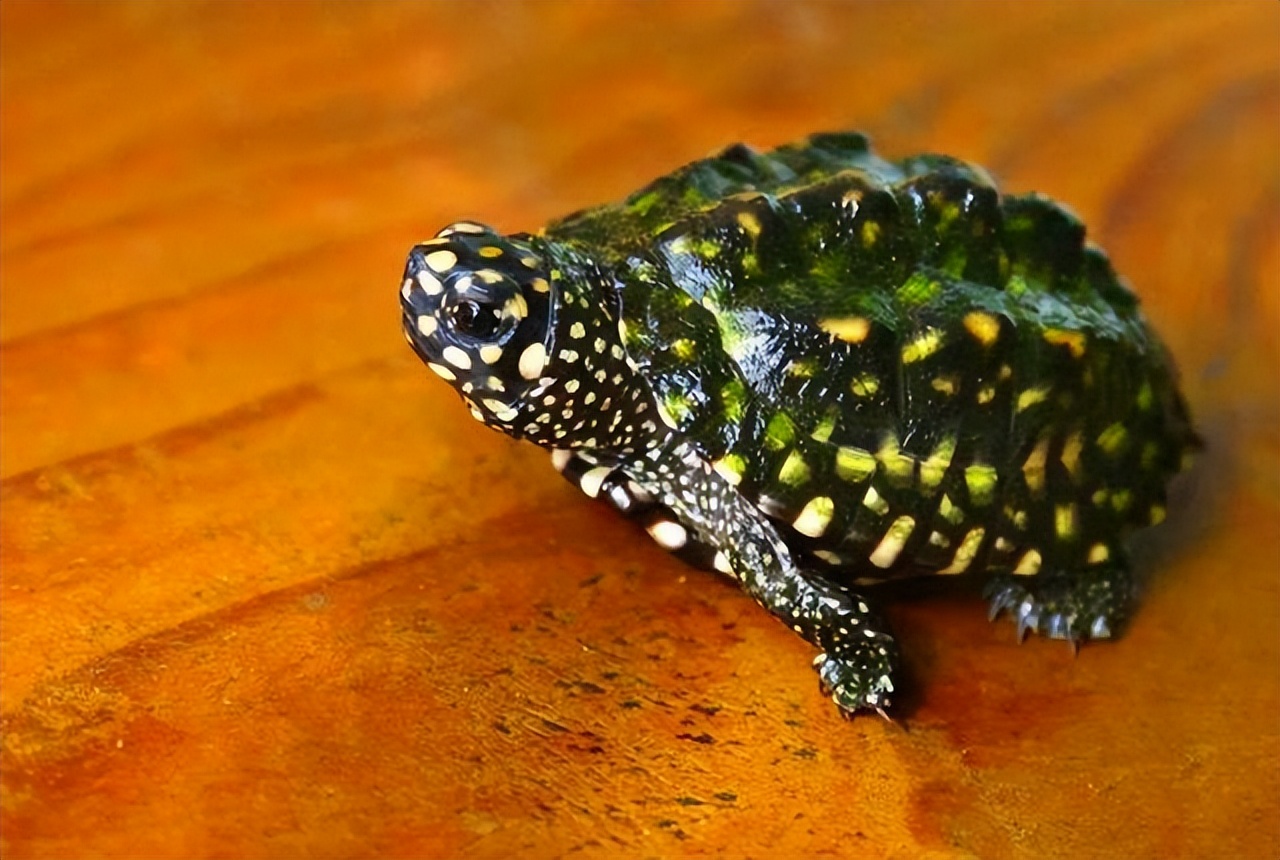 变异斑点池龟图(斑点池龟,看破红尘的"王者",如今的青铜.