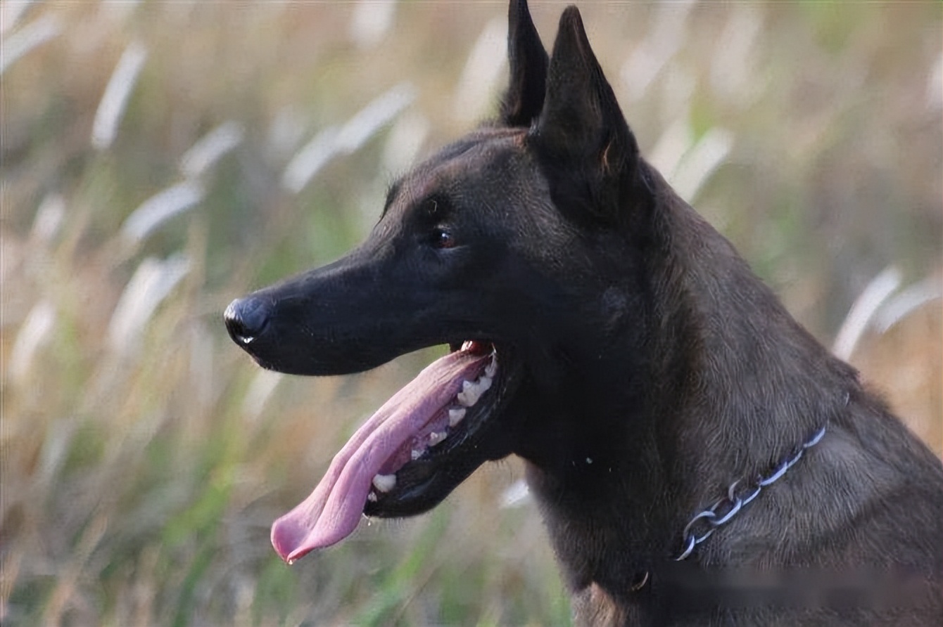 比利时马犬(比利时马犬和荷兰马犬区别)