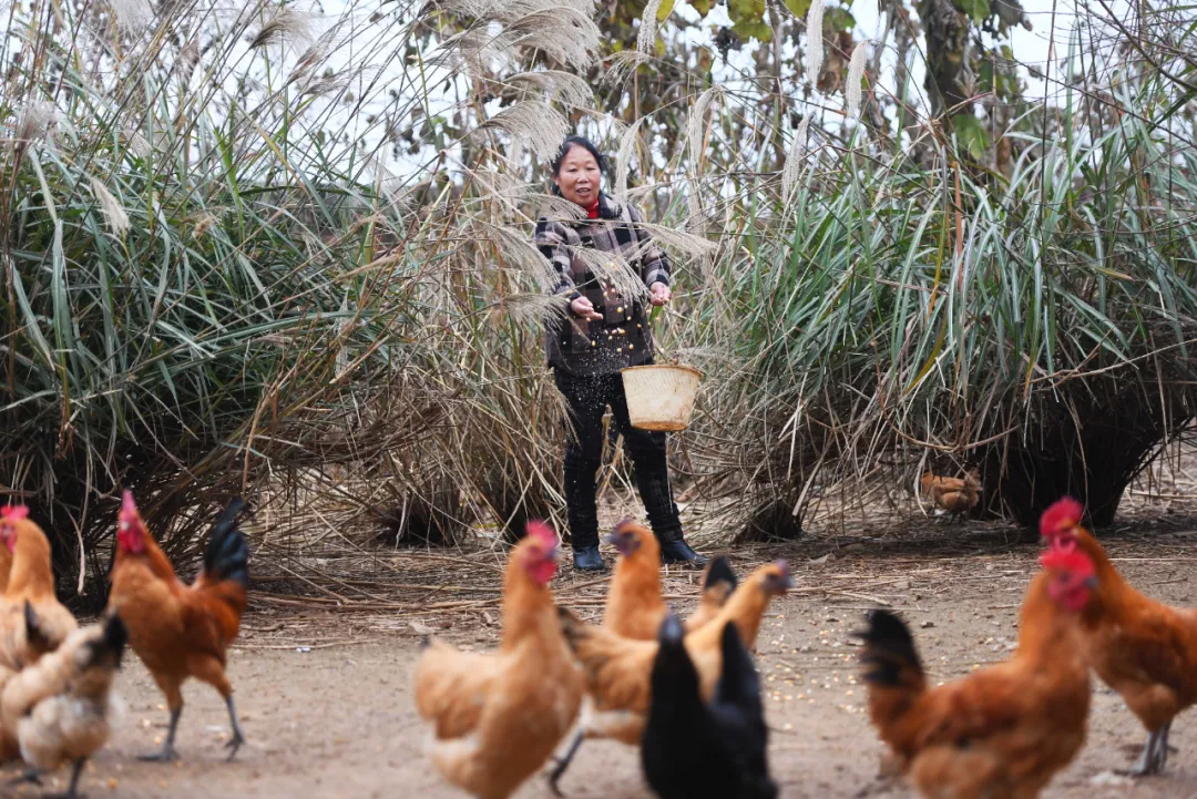 放弃深圳公司高薪,研究生返乡卖鸡,一年营收800万