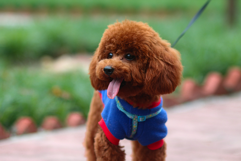 买一只纯种泰迪,大概要花多少钱?