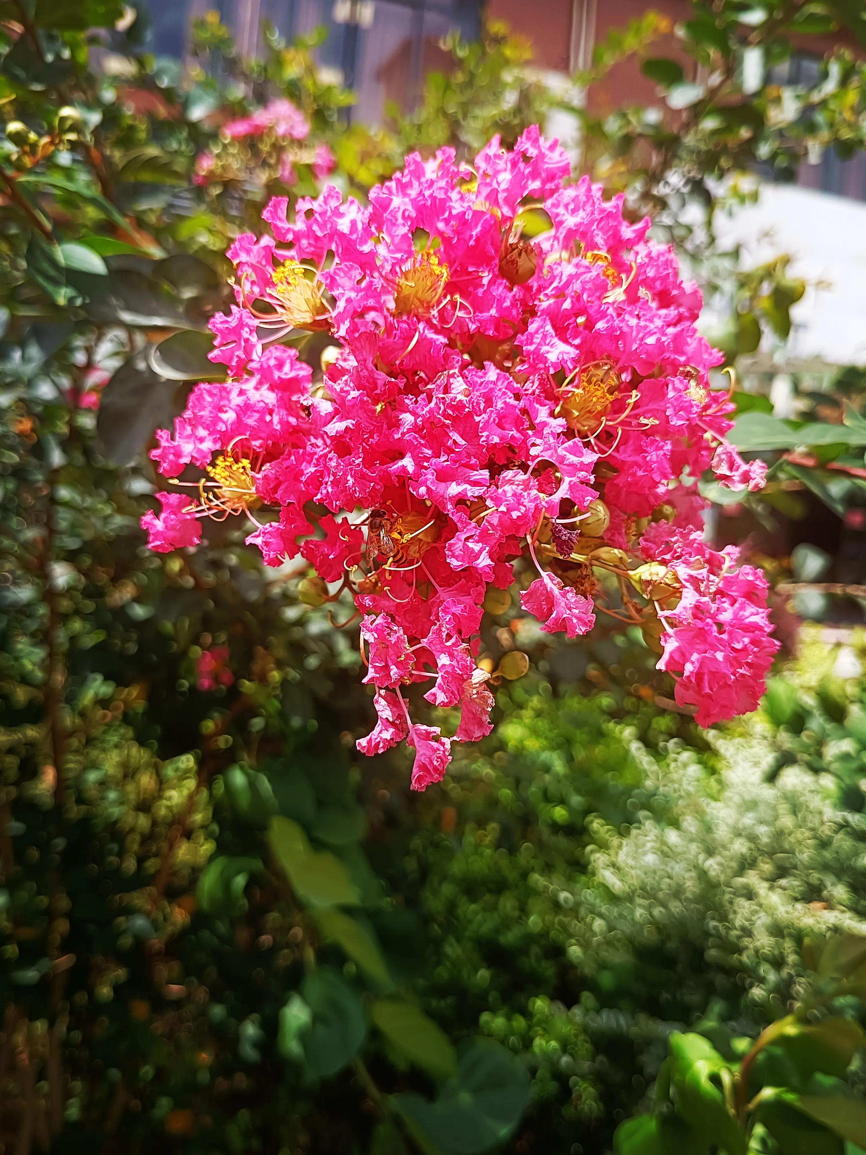 紫薇花花语：好运、雄辩、沉迷的爱、女性、和平