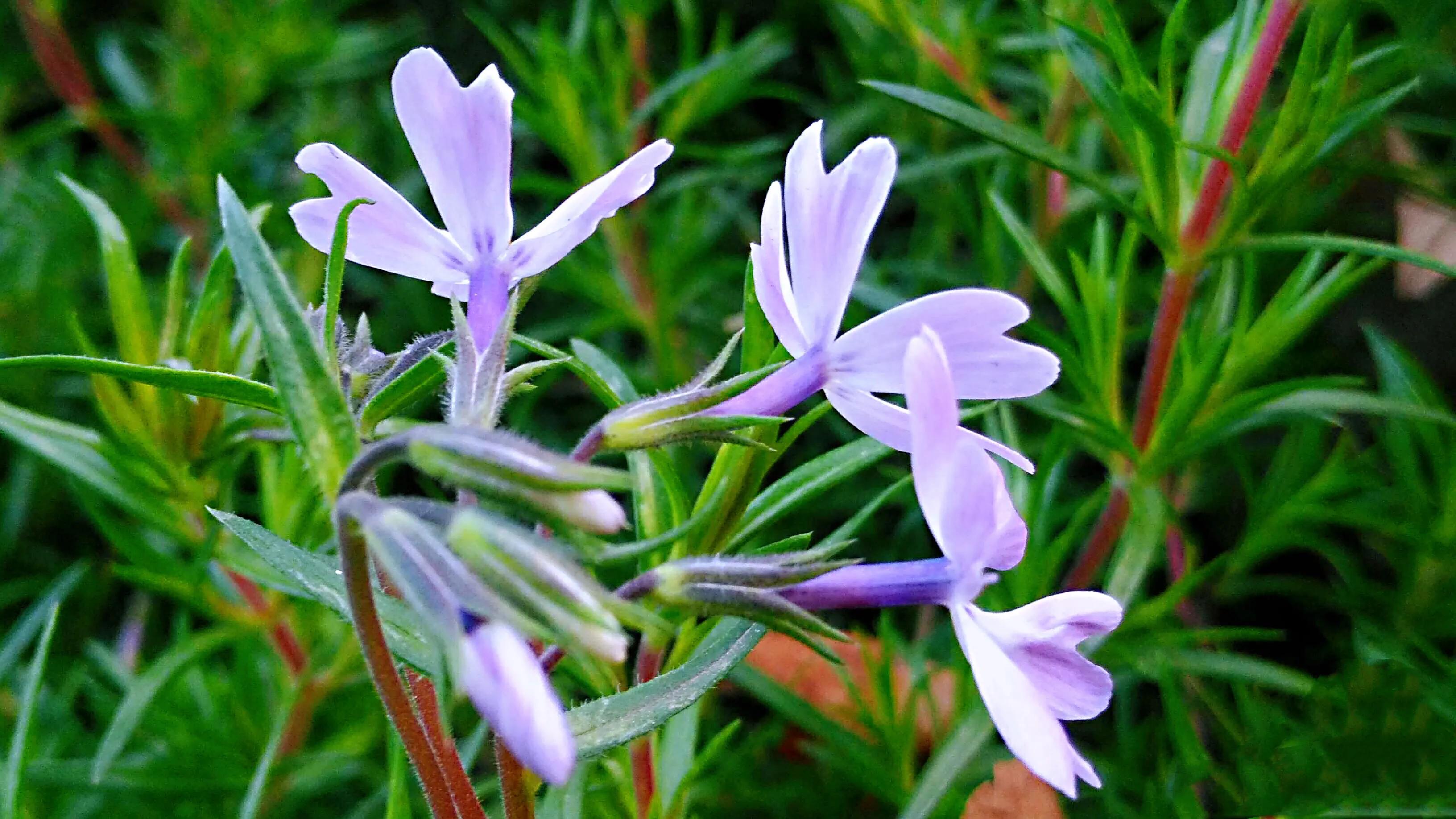 天蓝绣球图片(揭秘针叶天蓝绣球花的俗称)