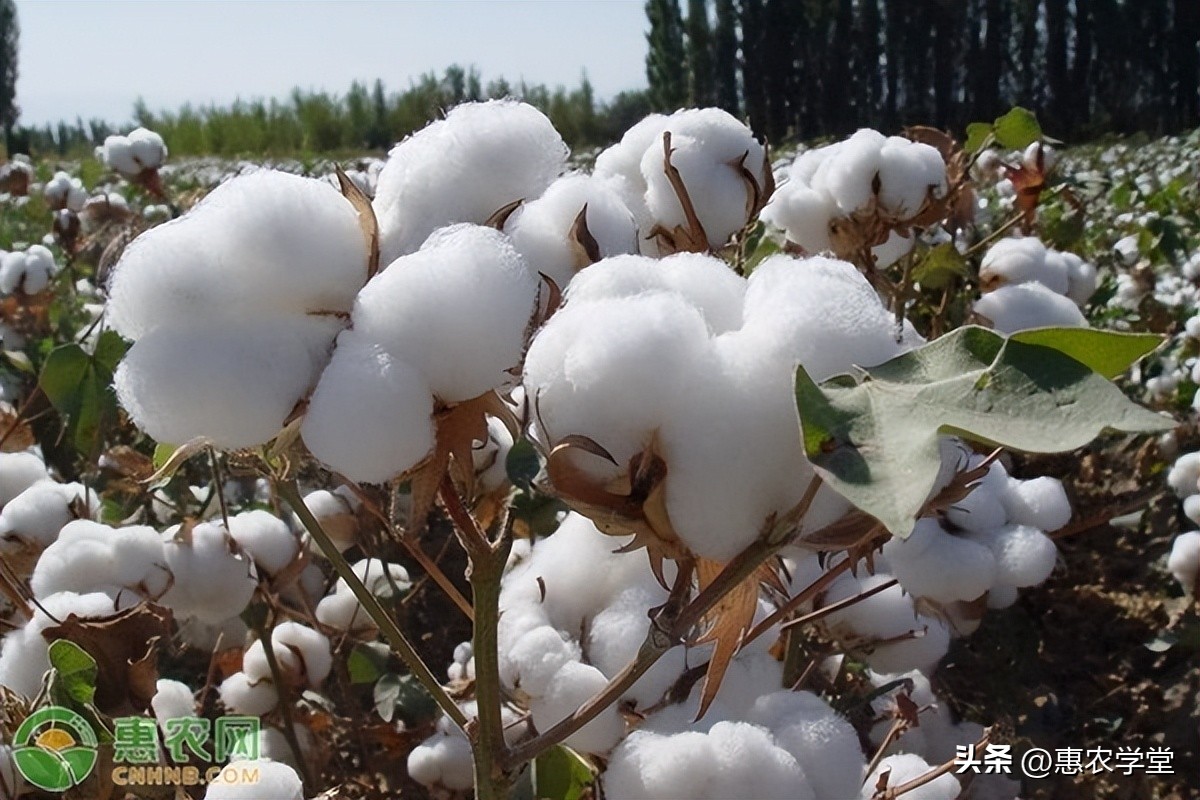 今年的棉花价格多少钱一斤？棉花质量标准有哪些？