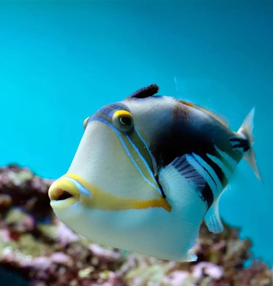 海洋中最美的精灵,各种惊爆眼球的鱼类美图欣赏