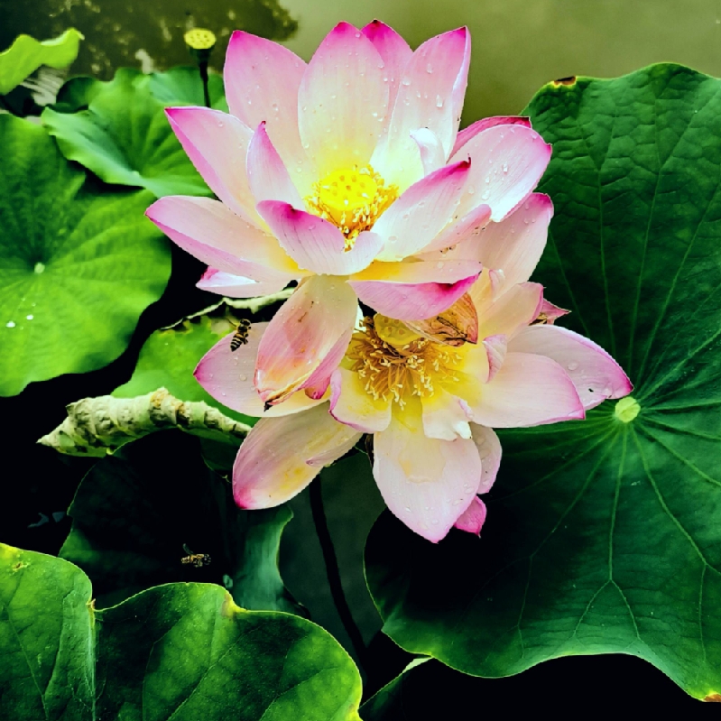 赞我家乡山水美 作者：黄定光