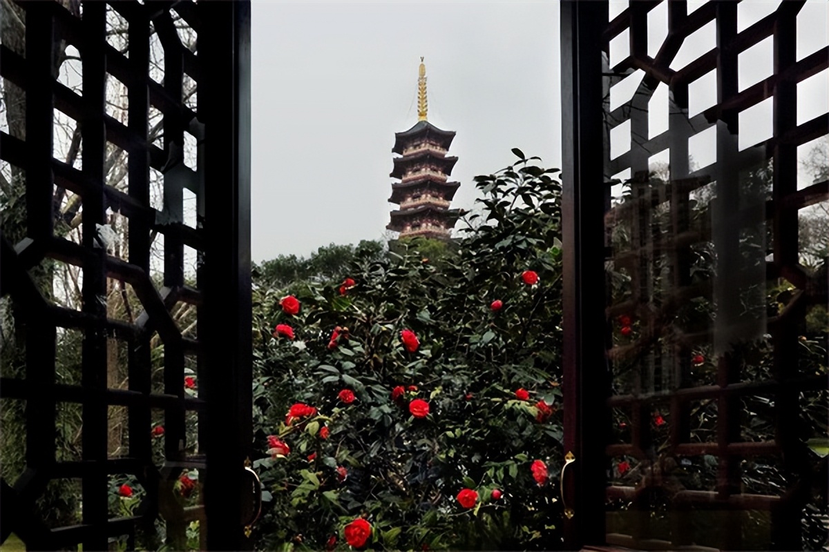 阳春三月，邀您共赏温州九山公园茶花美景