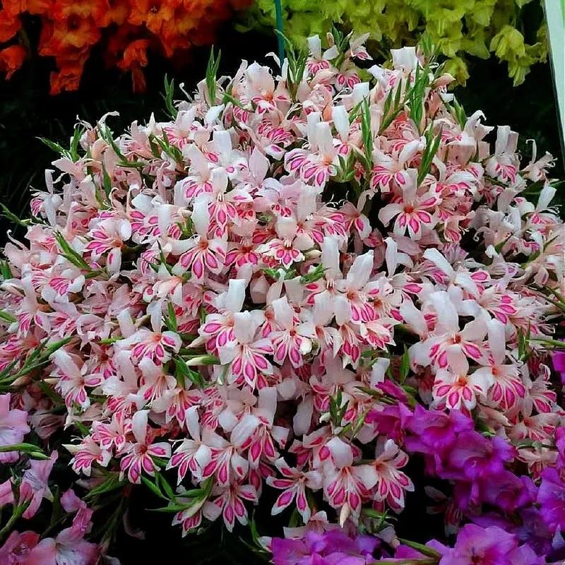 花朵图片大全 花朵壁纸-伙伴百科网-让你的生活充满快乐