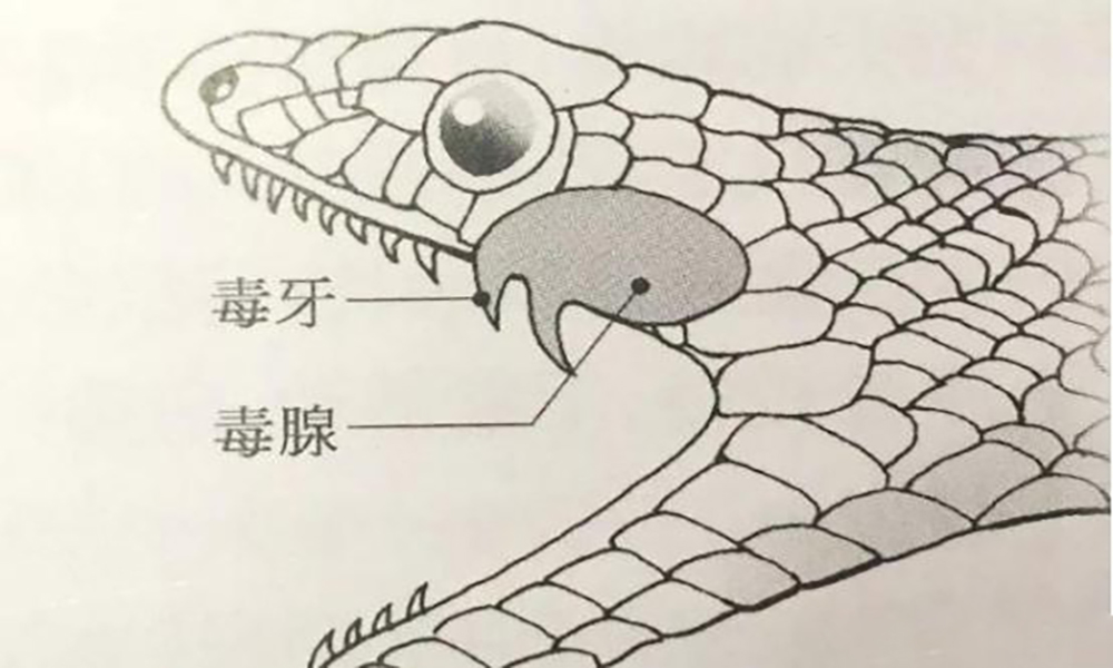 农村常见的八大伤人毒蛇，分别是谁？它们毒液的毒性，又如何呢？