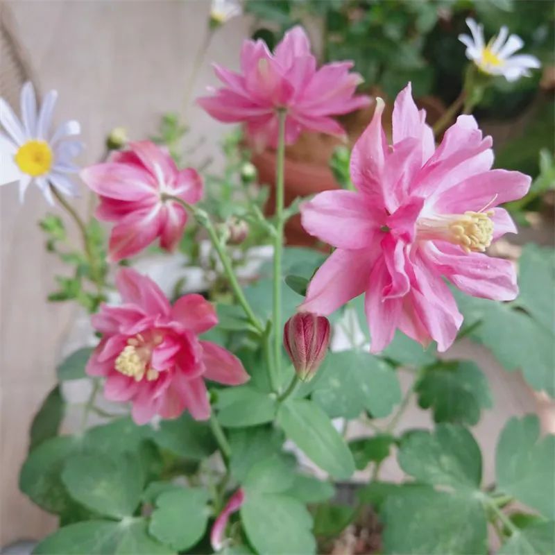 阳台花园，在这个面积不大的地方造梦，美了岁月，醉了时光