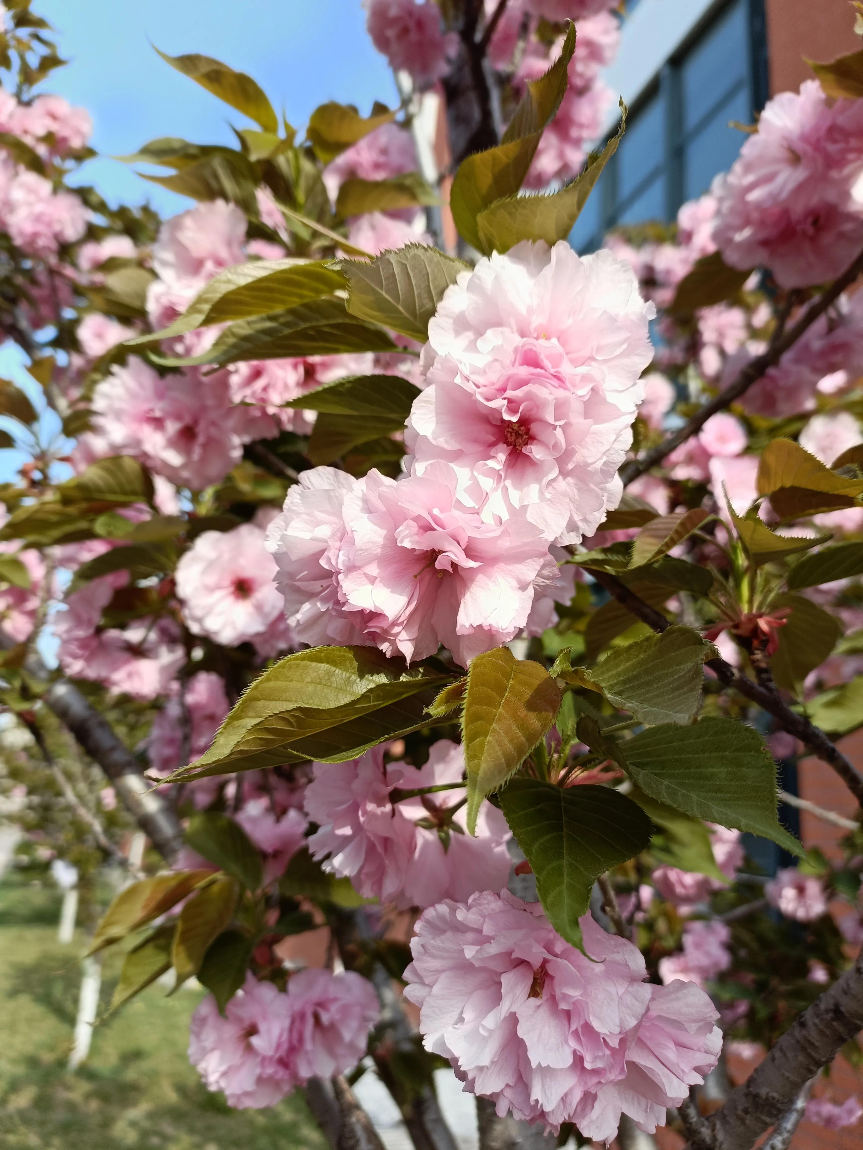 春到校园，花开烂漫