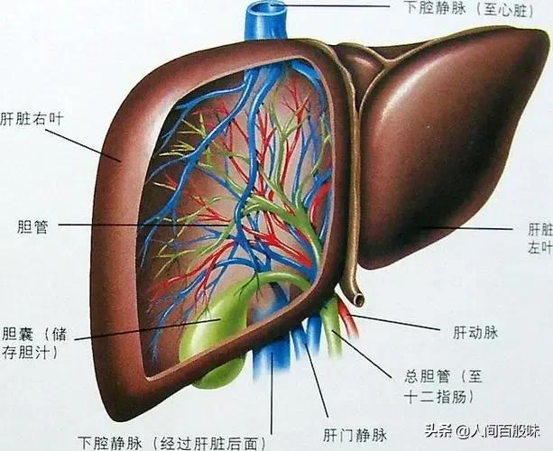 眼睛部位被打了一拳(你们知道人体被打后 让人疼不欲生的部位有哪些么？)