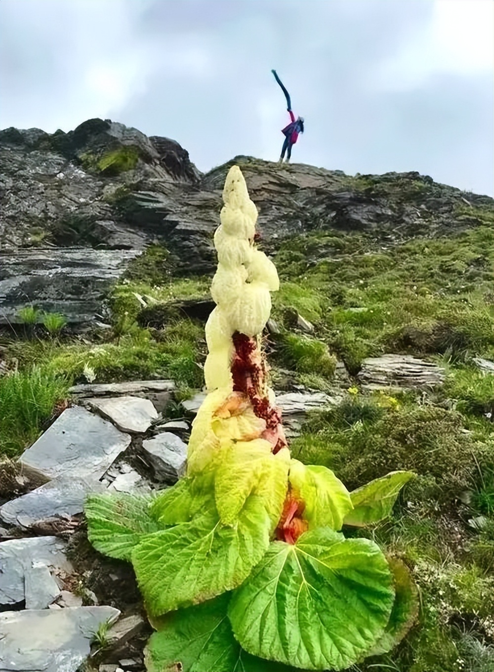 ​塔黄，它顽强的生命力让人震撼！深受我们边防战士的喜爱