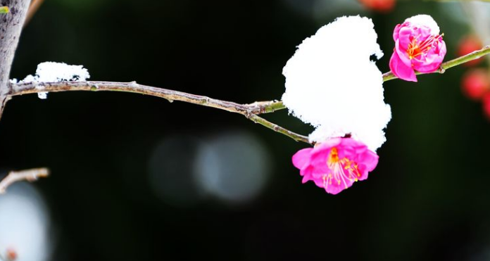 诗词鉴赏-梅雪任争春，十首红梅的诗词，红梅花儿开，朵朵放光彩