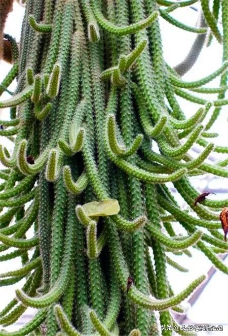 66种罕见仙人掌,花团锦簇,艳丽无比