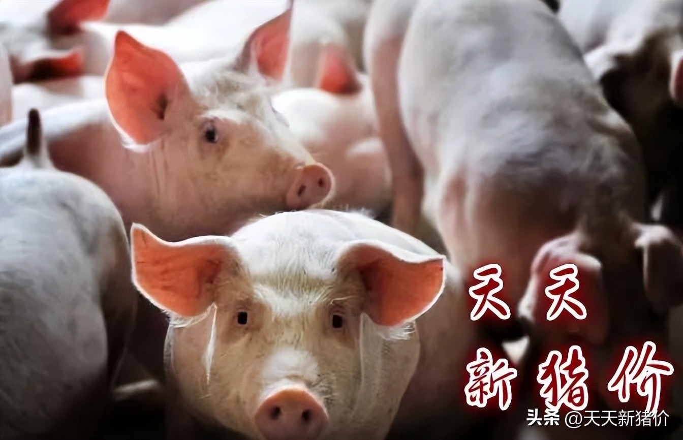 今日猪价格一览表重庆，甘肃省今日猪价一览表