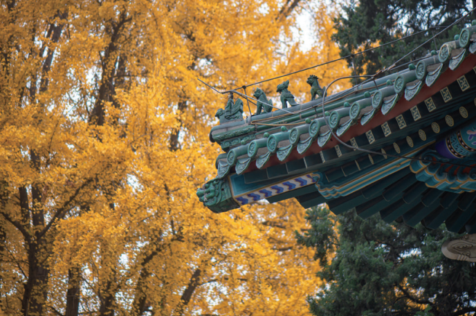 招生简章 | 北京协和医学院2022年临床医学八年制