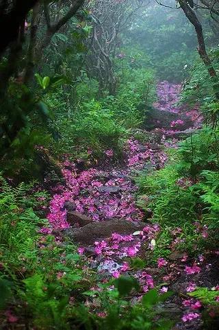 一路上花散落！（二）