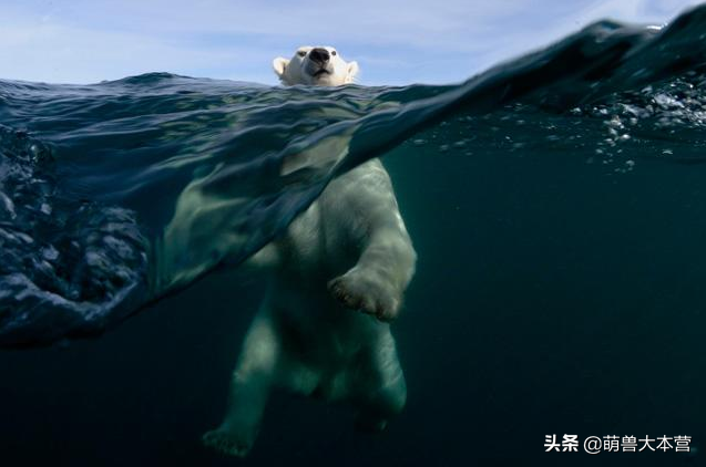 北极熊vs东北虎(东北虎VS北极熊，数据告诉我们谁才是地表猛兽大哥大)