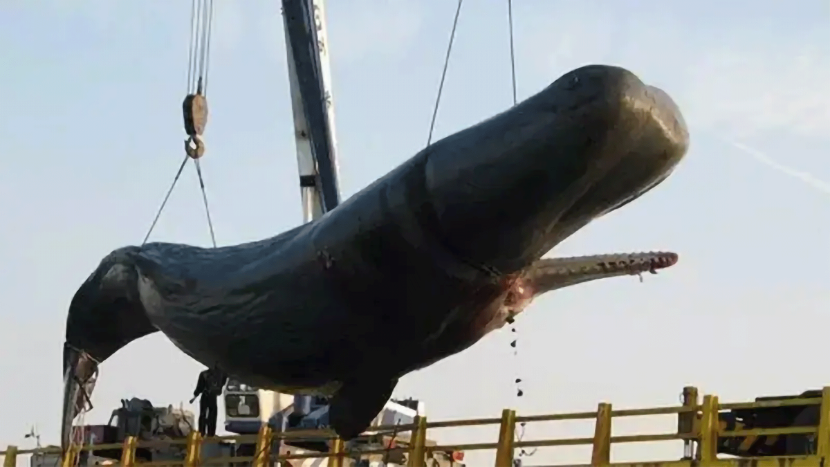 大连发现一条搁浅鲸鱼，嘴巴鼓起大包或将爆炸，“鲸爆”有多可怕