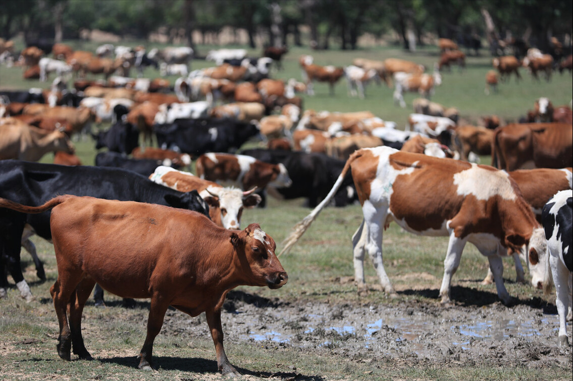 农村养殖场遇到强拆，如何有效维权？