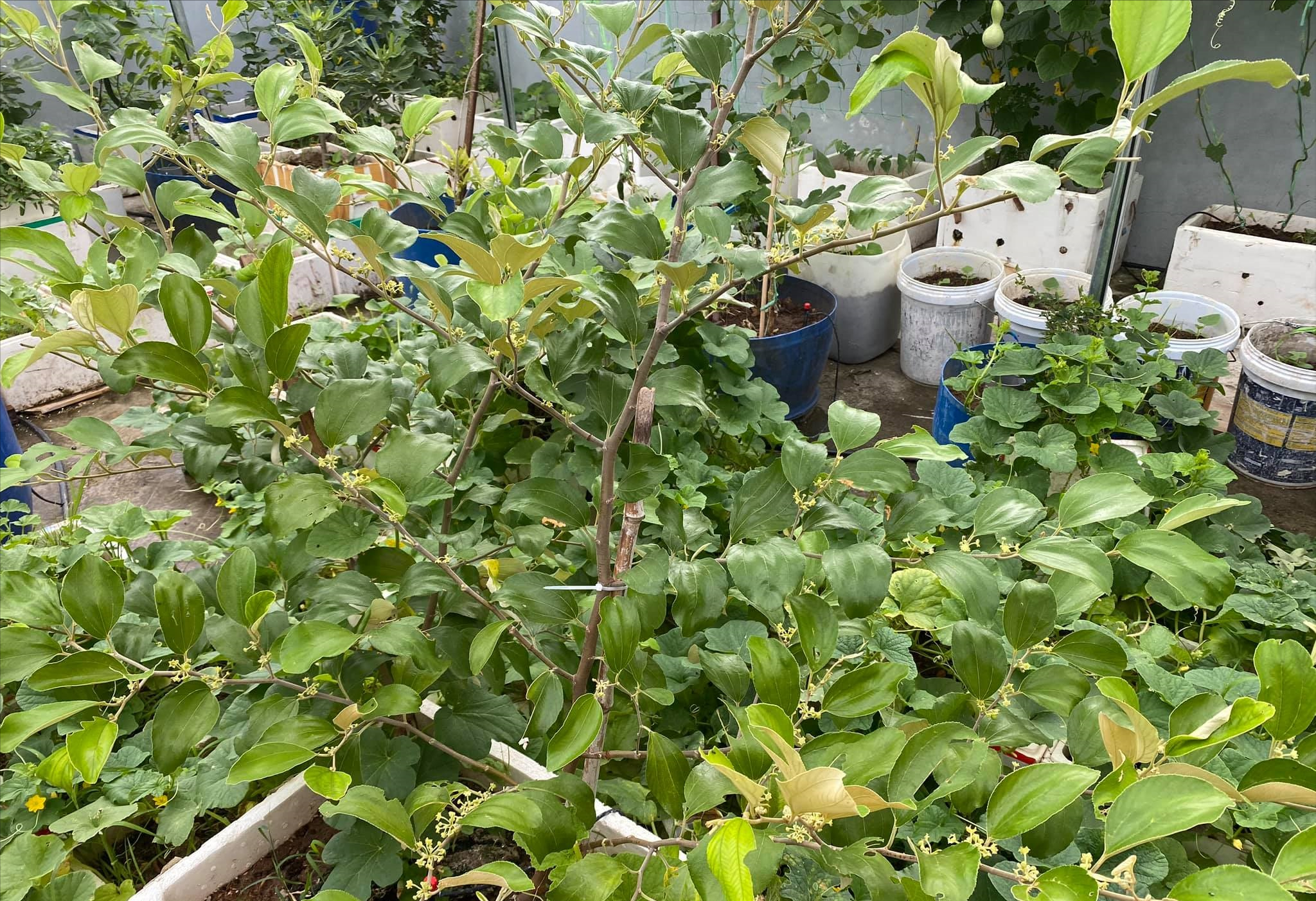 女厂长利用100平方米露台，投资3000块钱，种植了各种干净蔬菜