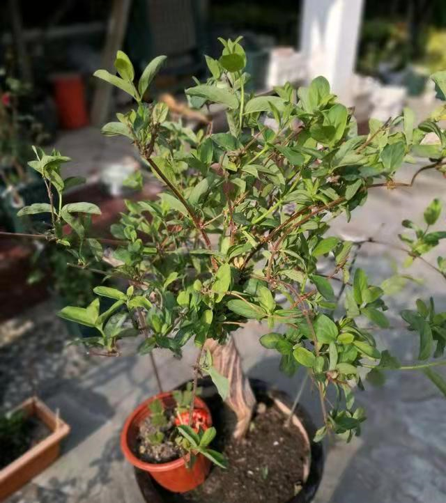 家里养金银花，有金有银“有钱花”，摘花泡茶，养人旺家