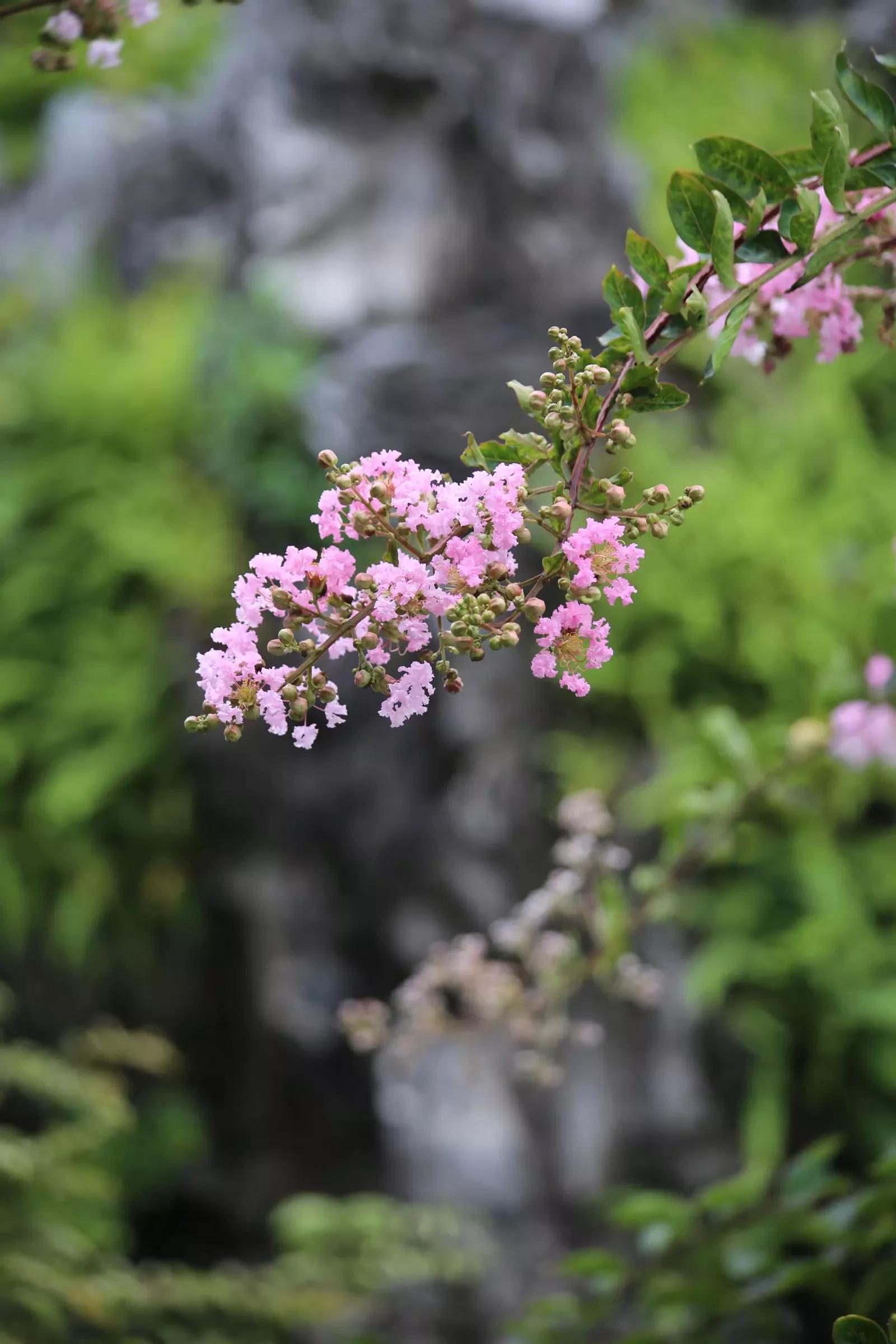 余荫山房•紫薇