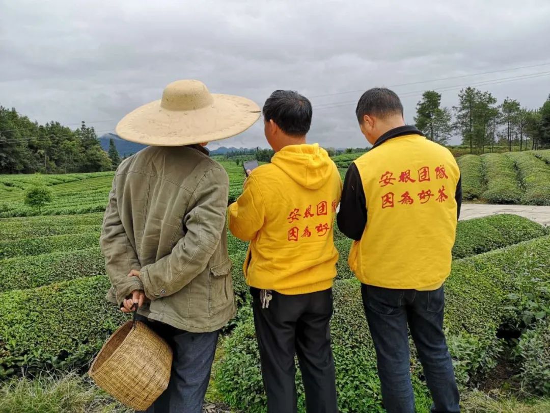 种植合作社对茶农绿色生产行为的影响