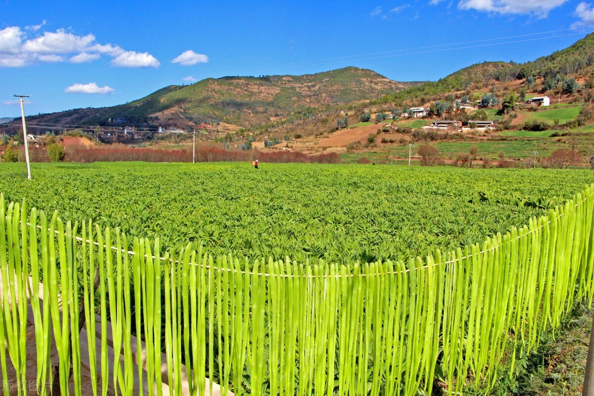 贡菜是晒干后的"莴笋"?新鲜的没人吃,晒干后味道俱佳 | 菜谱问答