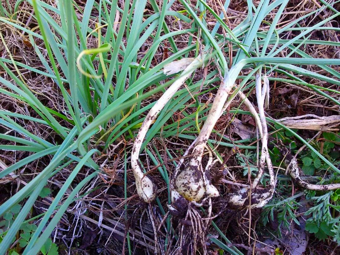 大蒜叶的功效与作用(大蒜叶煮水的功效与作用)-友友