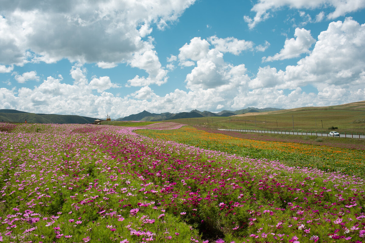 盛夏时节的花海秘境，一起奔赴四川的草原花海，夏日清新感十足
