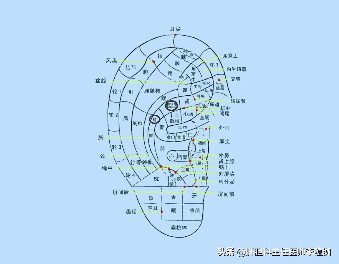 想知道你的肝脏健不健康吗？看看耳朵就明白了