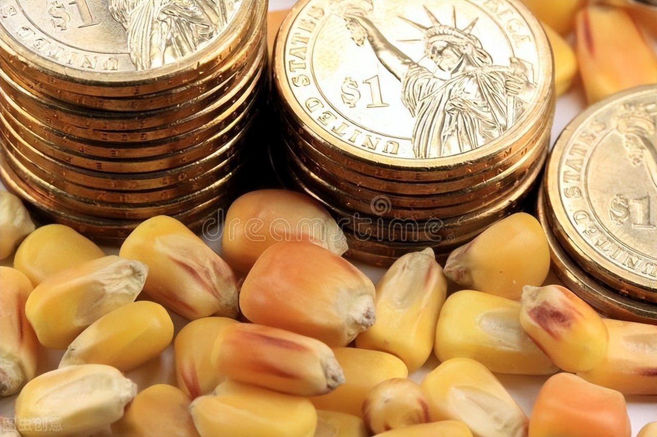 5月20日，玉米市场有大动作，稻谷拍卖全部成交，进口玉米量激增