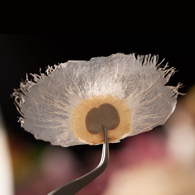 白蝴蝶花的功效与作用-我的快乐小窝