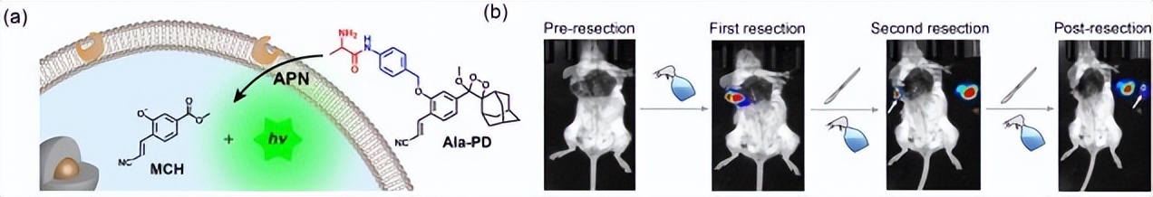 一文起底东南大学“火爆”学院！坐拥“全国第一”学科，本科生曾一作发Cell
