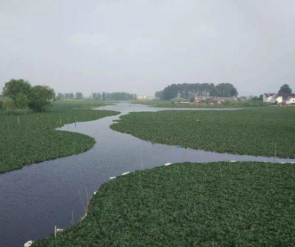 最美不过家乡水，梦里水乡，让我们一起荡着木盆采红菱