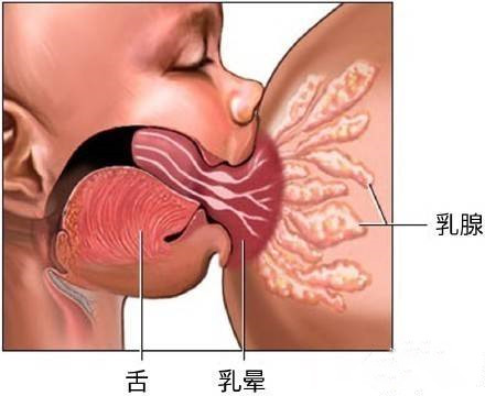 宝宝喂奶时喜欢咬人怎么办？预防与护理方法，哺乳期妈妈要了解