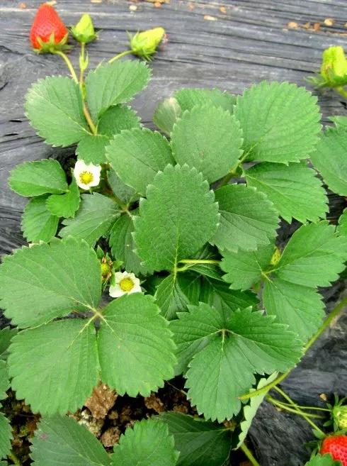 草莓叶小柄短是咋回事?除与品种有关外,环境条件影响很大