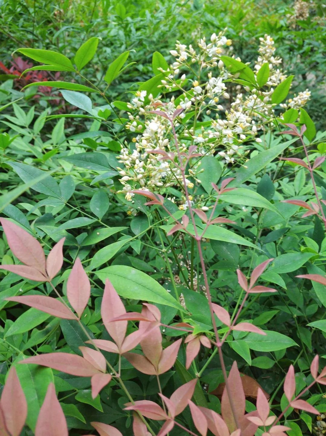 世界上最毒的植物(这14种植物挺常见，看似无害，误食却很可怕)