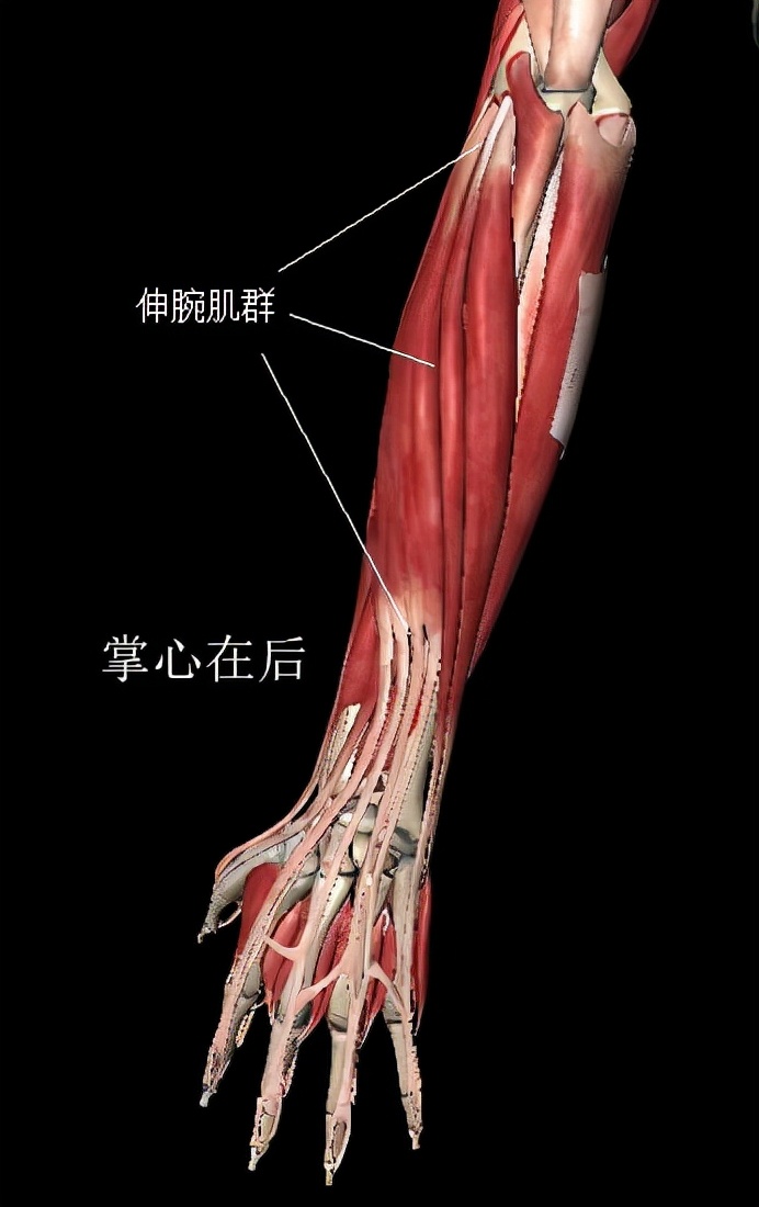 关节网球炎是怎么回事(网球肘是怎么回事)