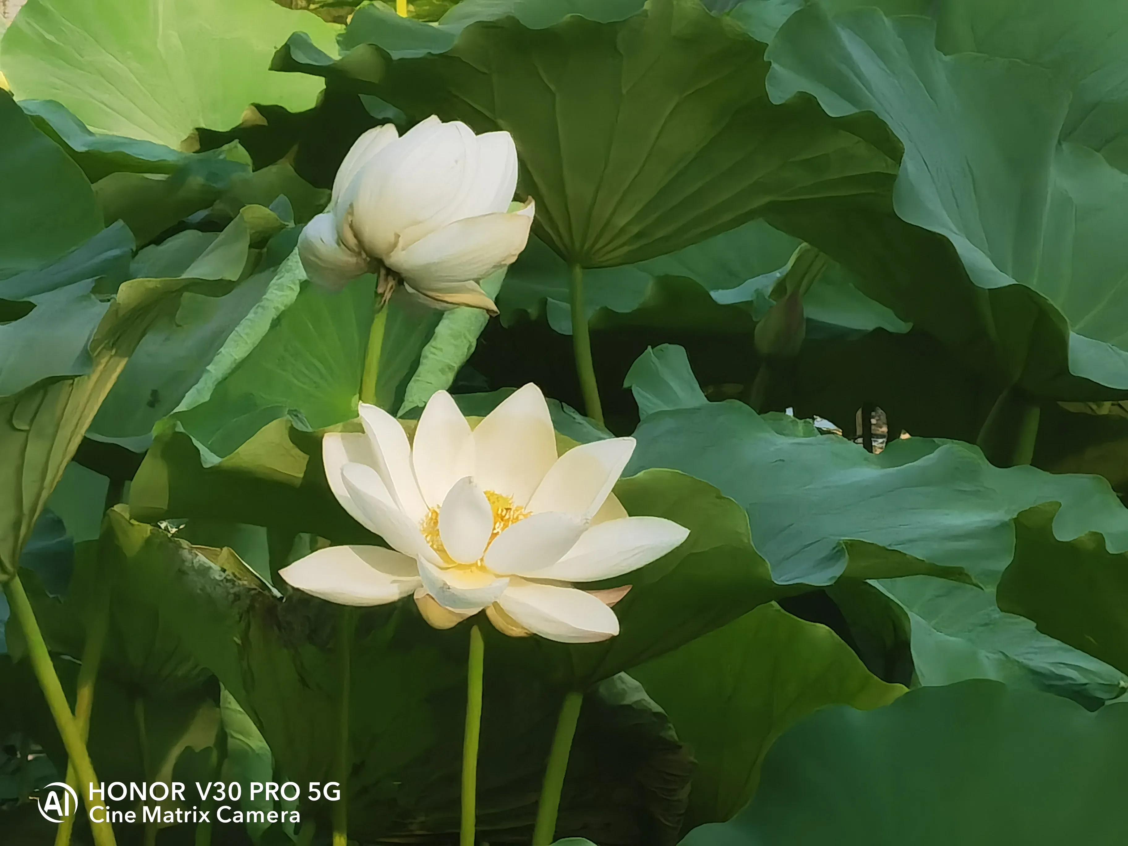公园荷花开了，走，带着荣耀V30 Pro去拍荷花