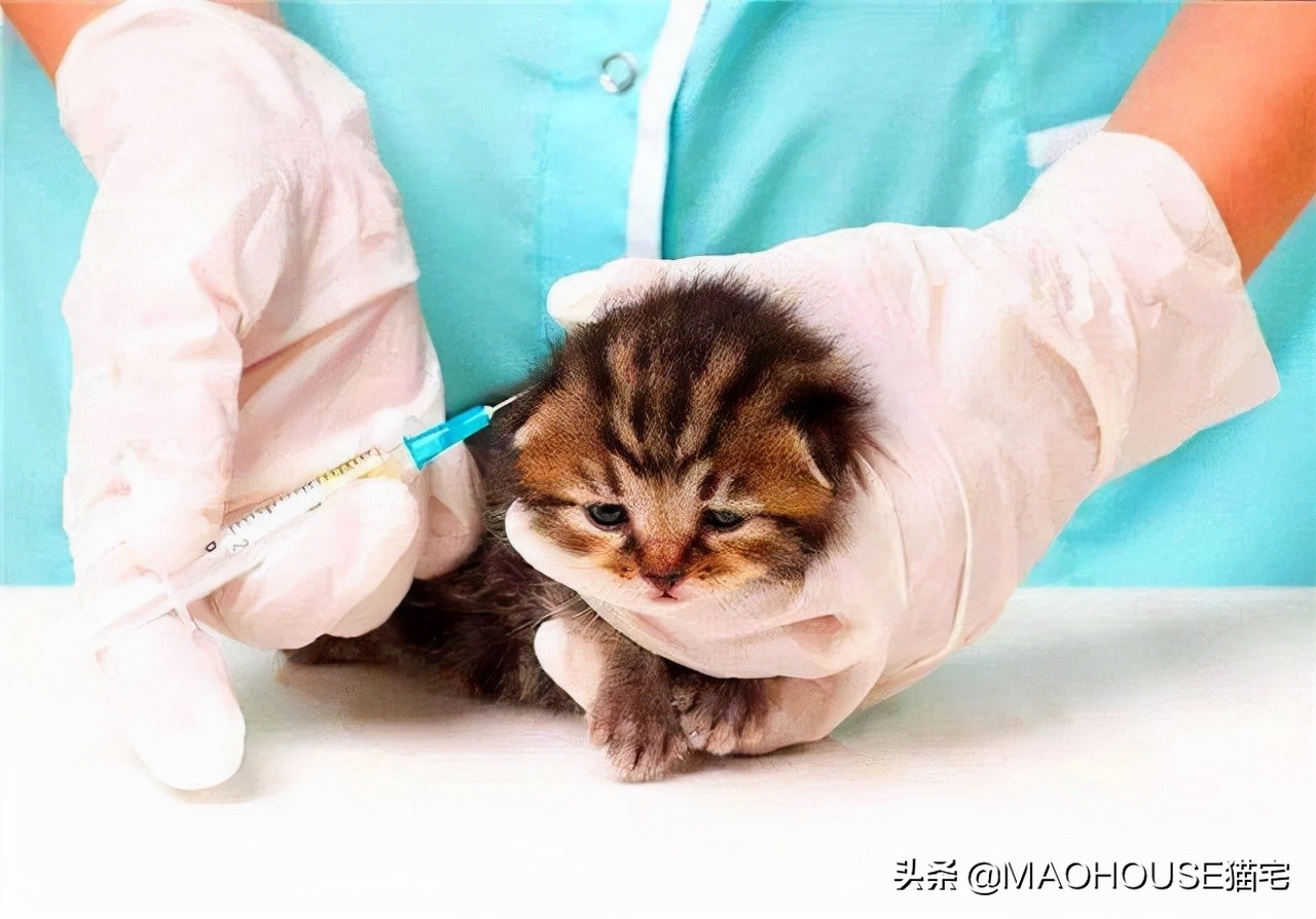 关于小猫疫苗接种