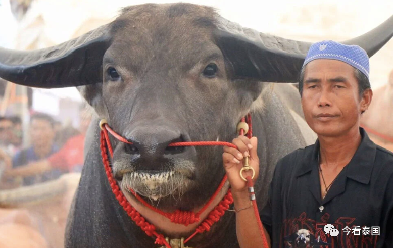 泰国农民以1000万人民币的价格出售一头水牛
