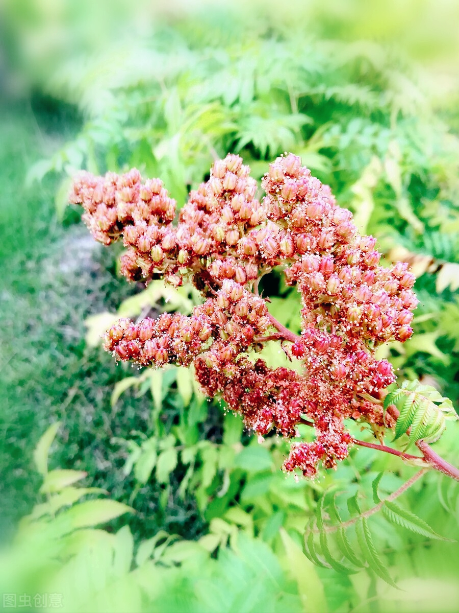 一花一深爱，心中一束花，人生一份爱，相恋一真情，思念永不老