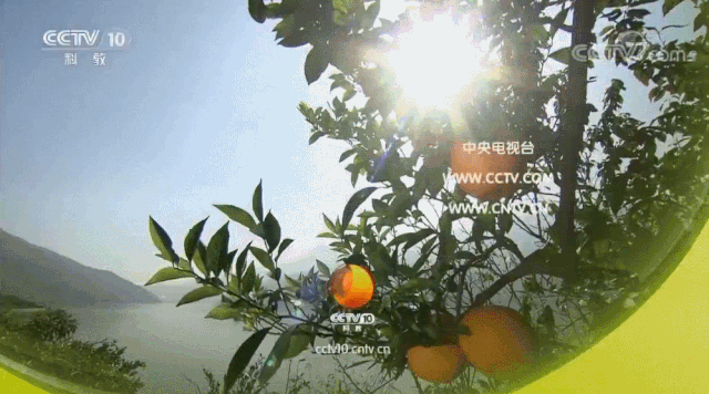 被禁掉的恐怖片（真實到停播，央視高分“鬼片”，全網沒人敢禁）