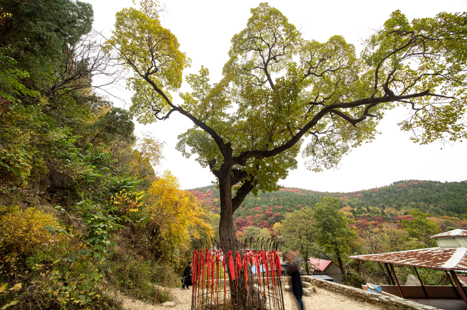 降龙木的功效与作用(全球目前已知的唯一降龙树) - 行就行