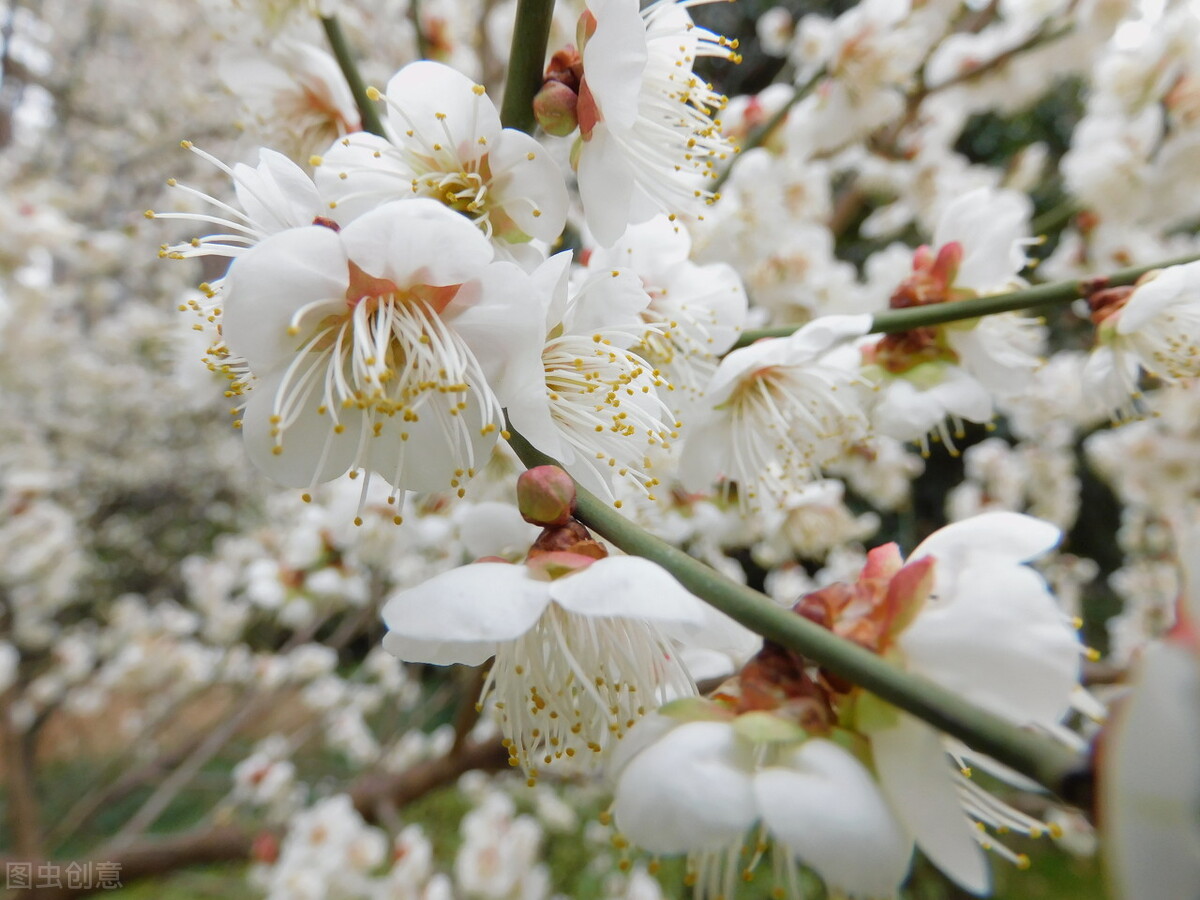 梅花的颜色(见过绿色的梅花吗？各种颜色的梅花，后面几种价值连城)