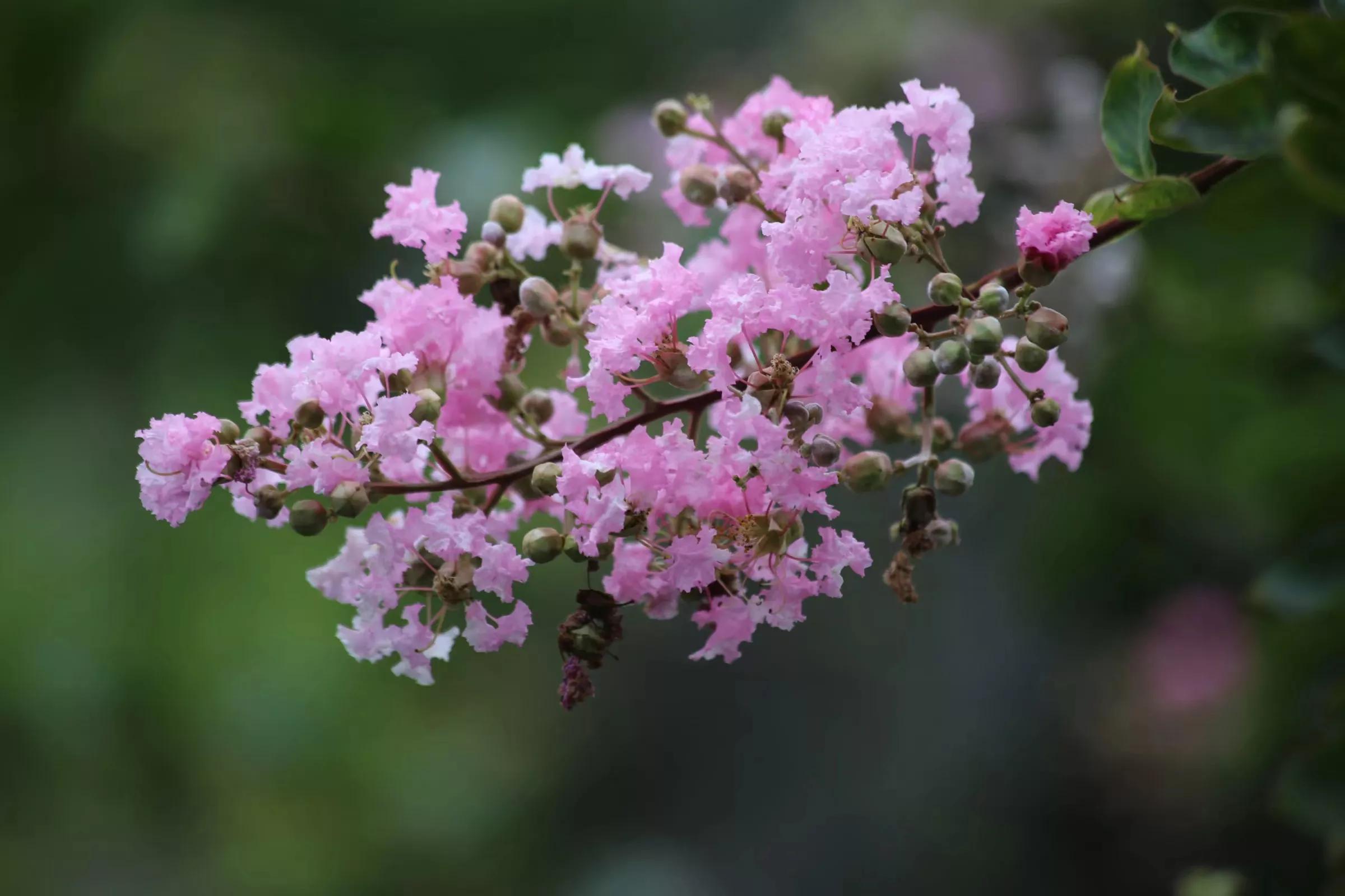 余荫山房•紫薇